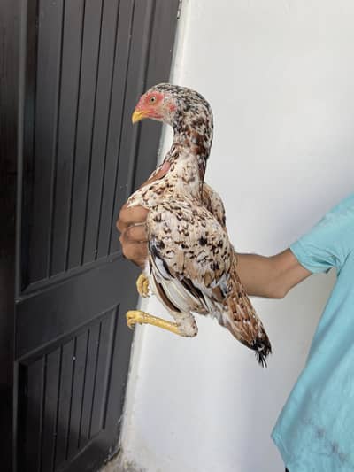 Pure Aseel Rezi Female with 4 chicks 03036170965
