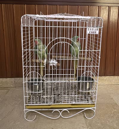 Alexandrine Parakeets (Pair)