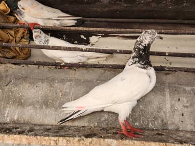 Pigeons for sale.