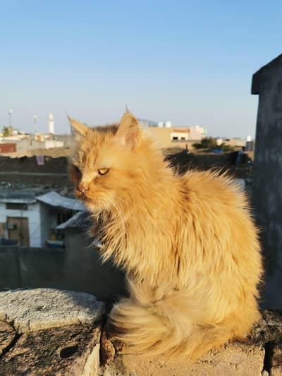 Persian Doll Face Cat