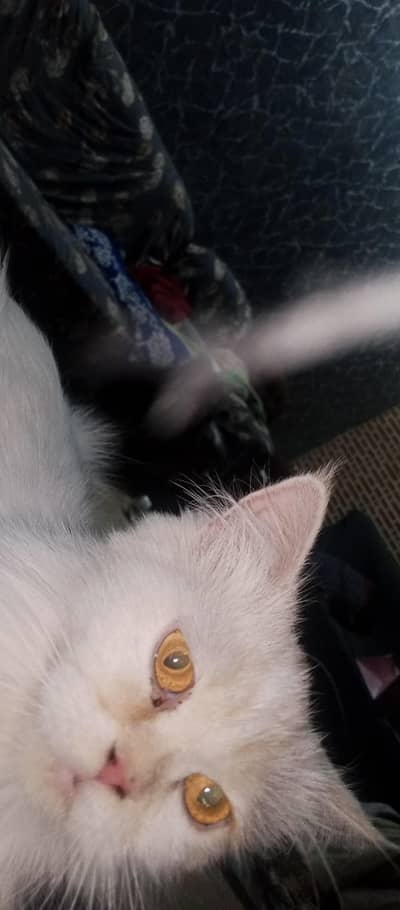 Female kitten 2 month old