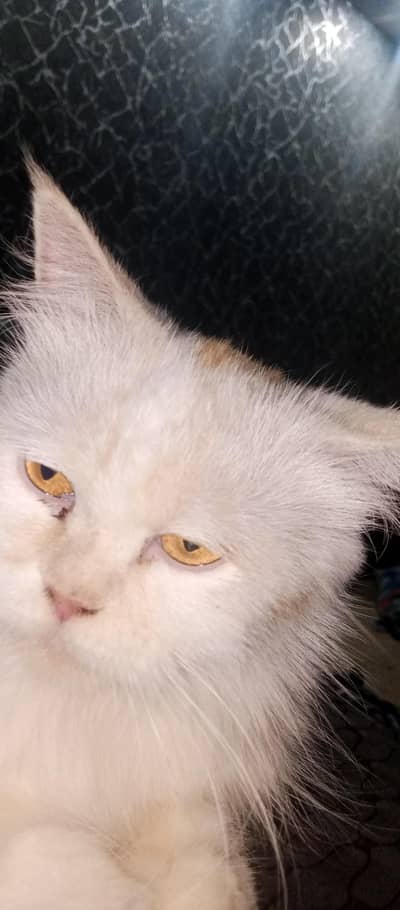 Female cat 2 years old