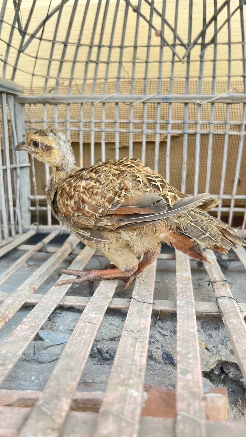 Teetar chicks 1
