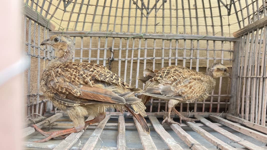 Teetar chicks 2