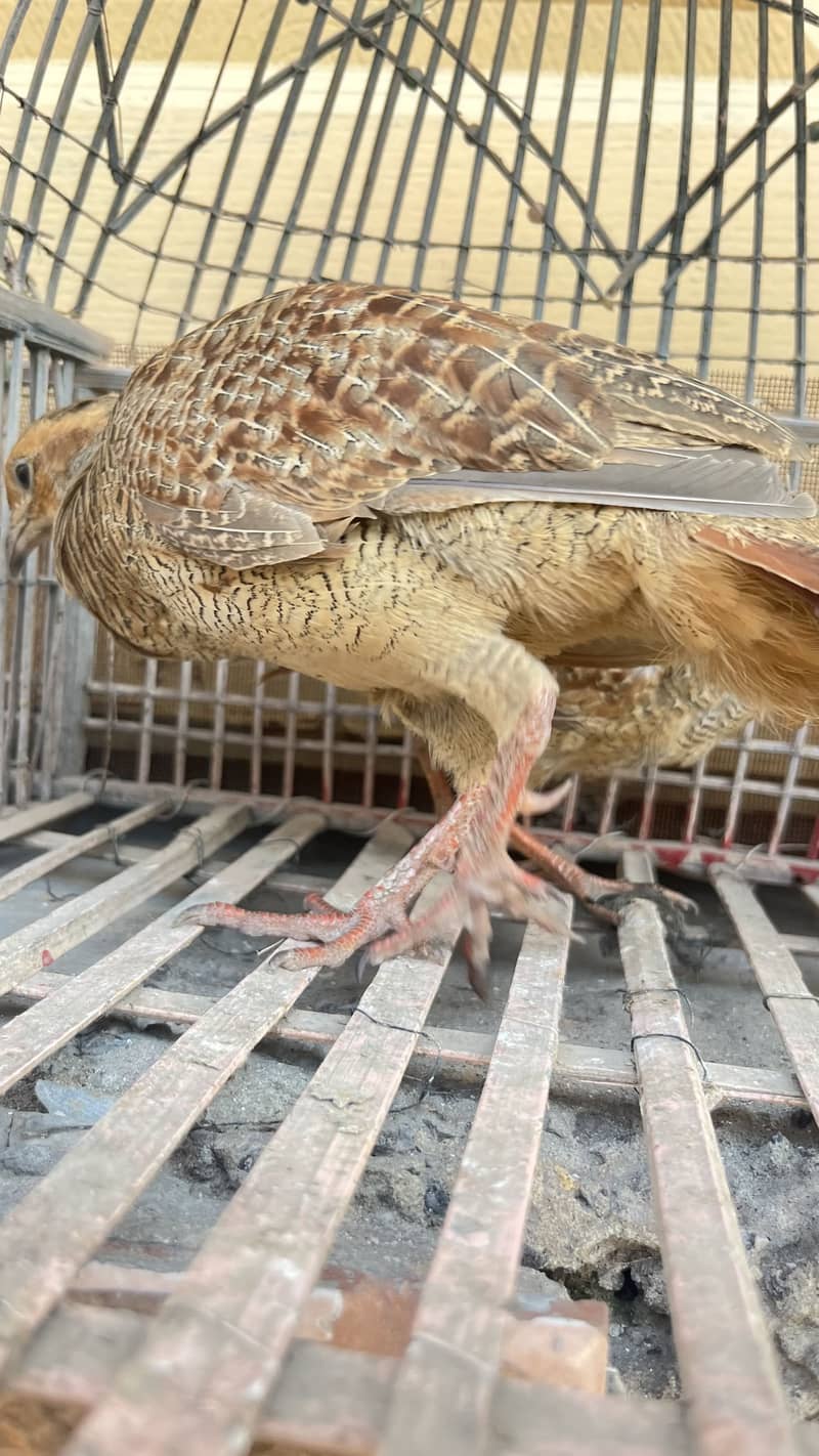 Teetar chicks 3