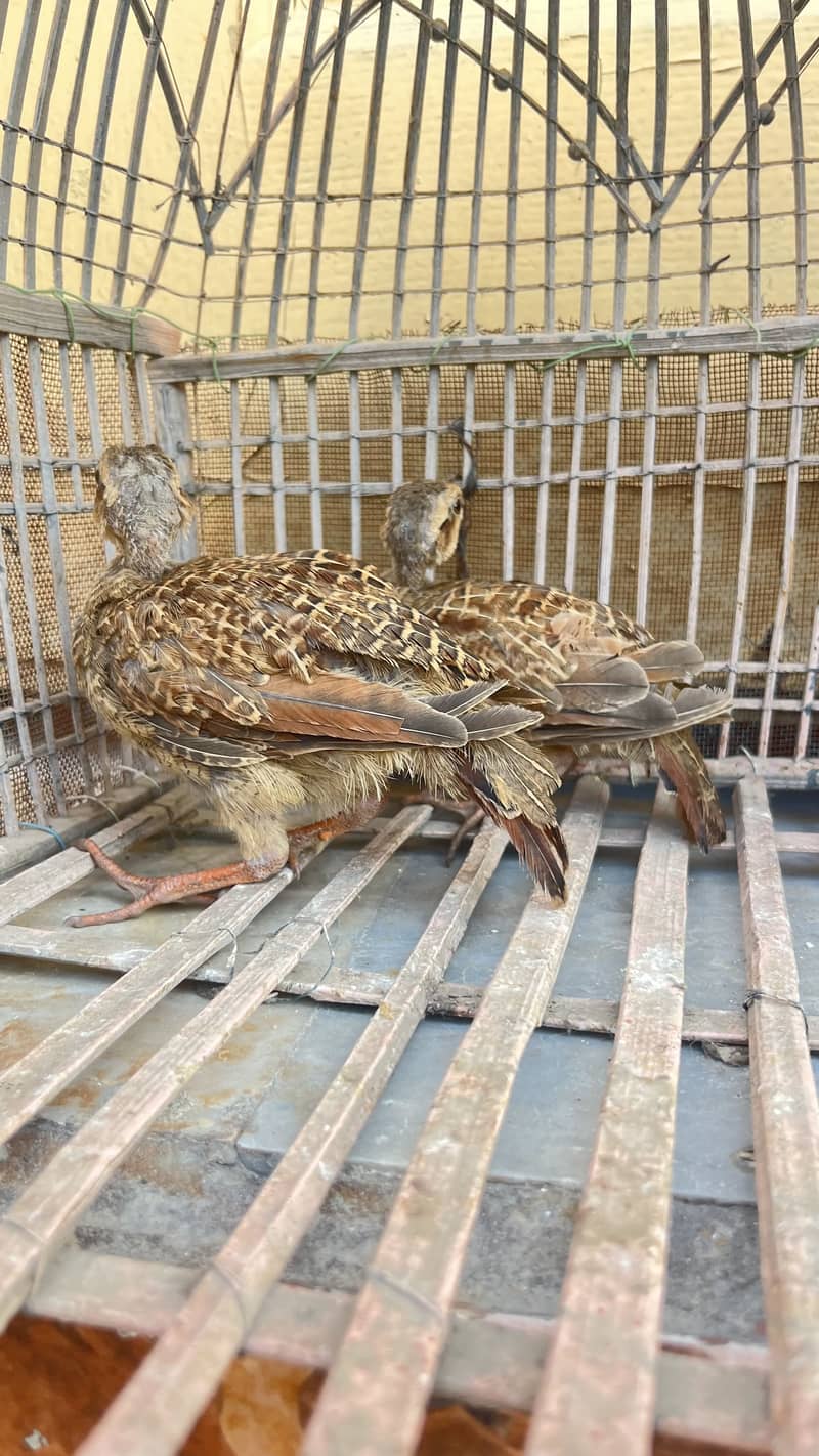 Teetar chicks 4