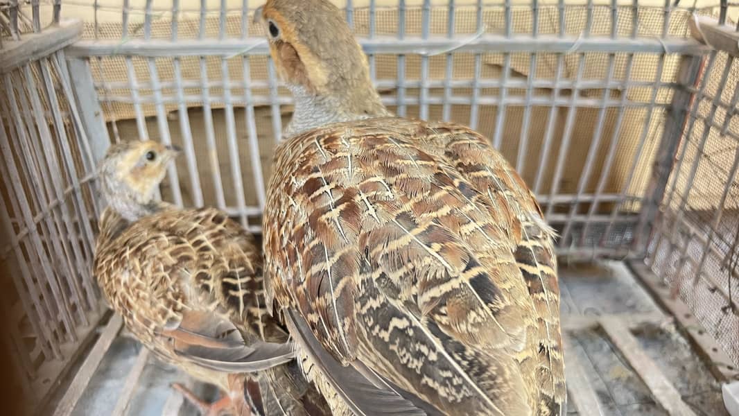 Teetar chicks 6