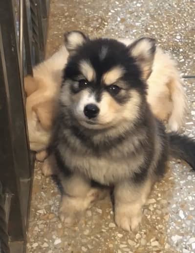 Whooly Coat Puppies