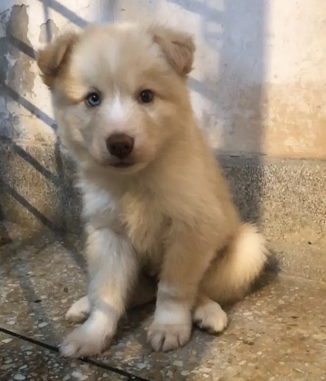 Whooly Coat Puppies — photo 2