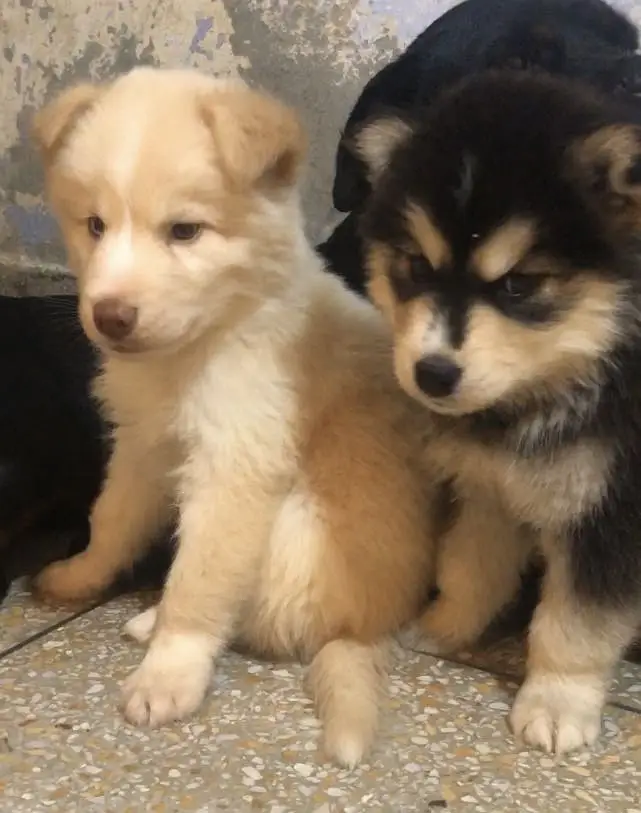 Whooly Coat Puppies — photo 3