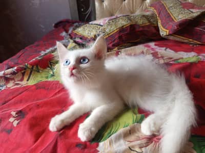calico female and white male Persian pair double coated