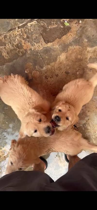 Golden retriever