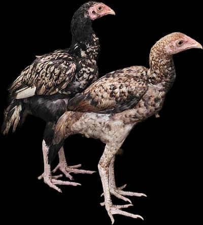 Shajray Aseel chick's for sale