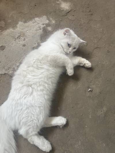 Persian light blue eyes