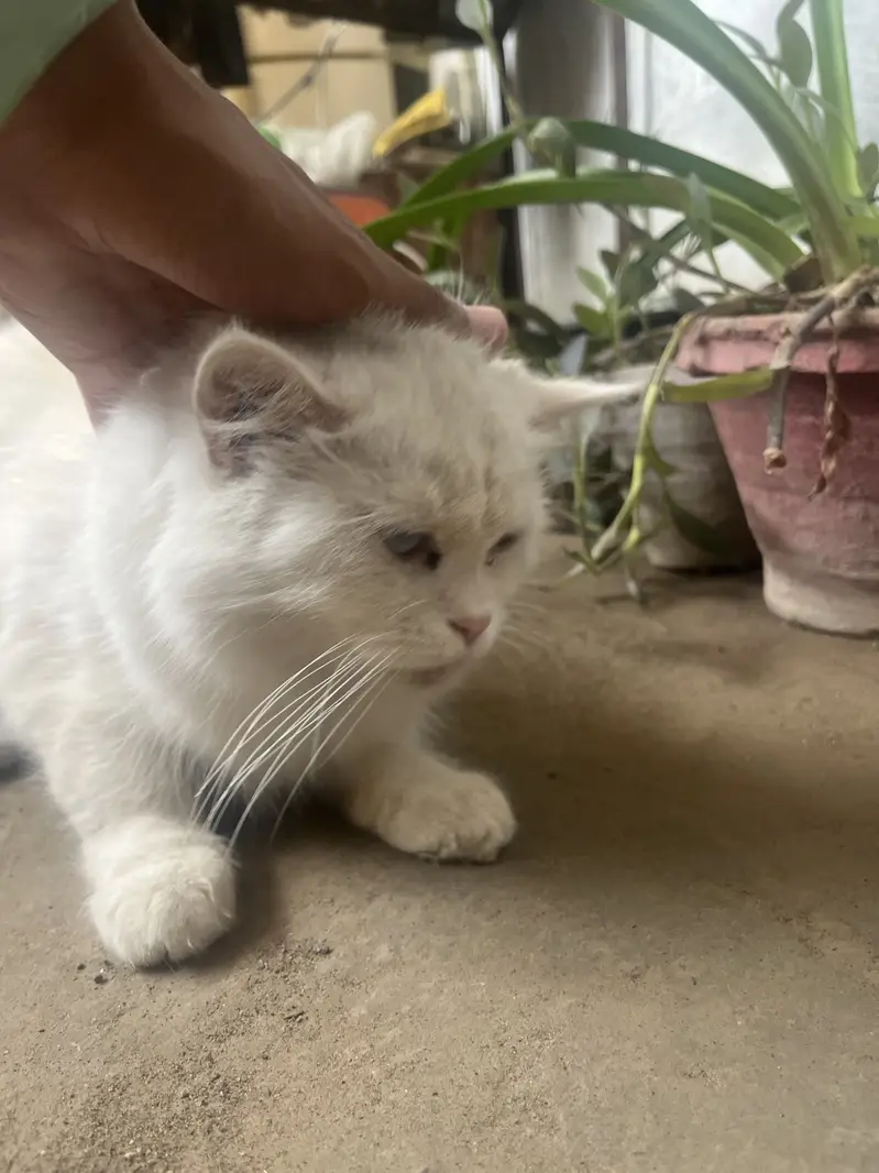 Persian light blue eyes — photo 2