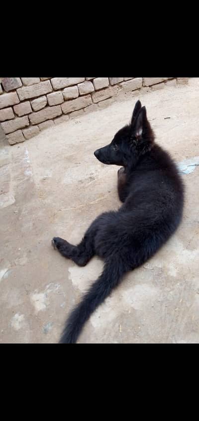 German shepherd puppy