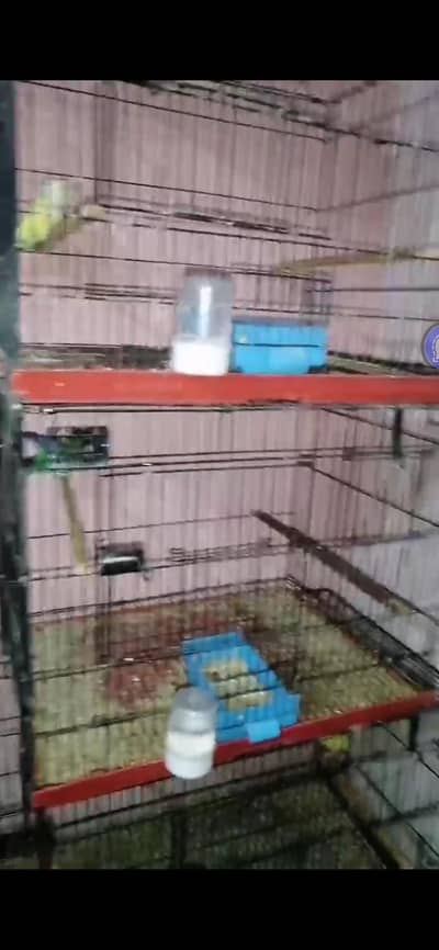 folding cage available