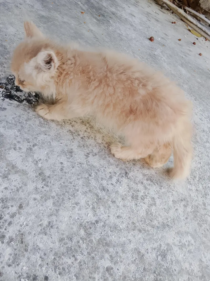 Persian Cats
