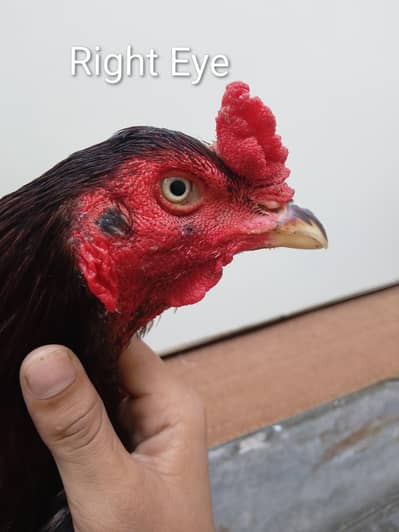Pure Lasani               White Eyes