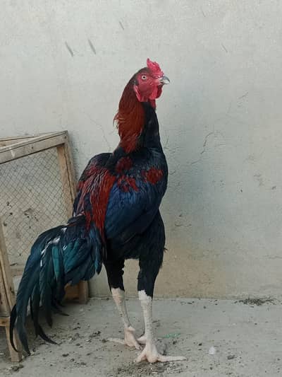 Aseel Murger for sale