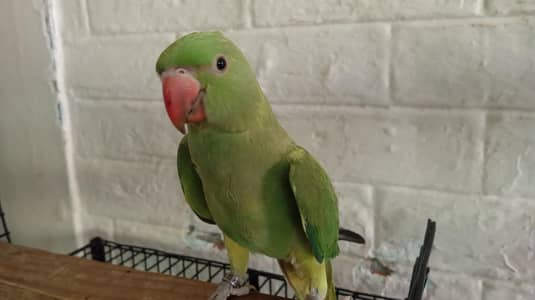 Green ringneck handtamed Pair 4 months