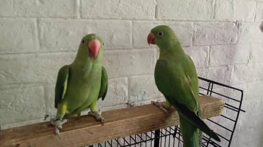 Green ringneck handtamed Pair 4 months