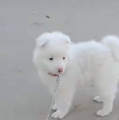 Russian dog puppy for sale vaccine mukammal potty rain
