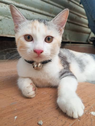 persion cat