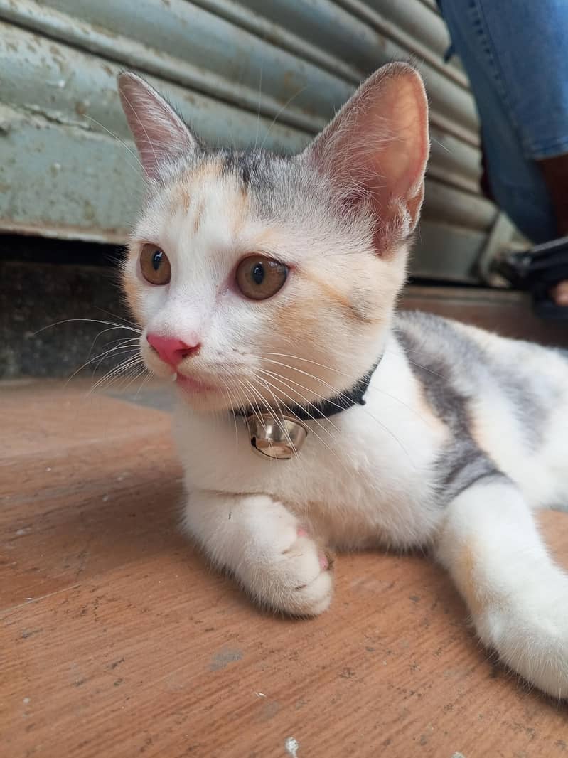 persion cat 1