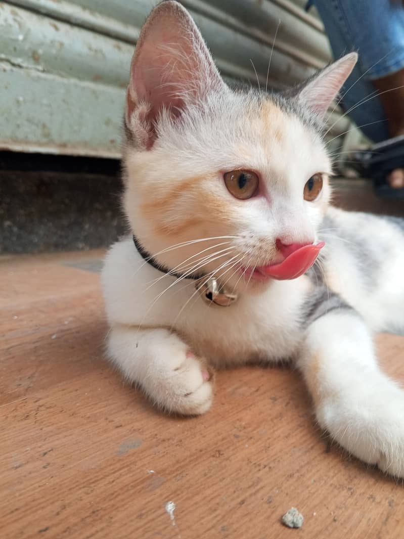 persion cat 2