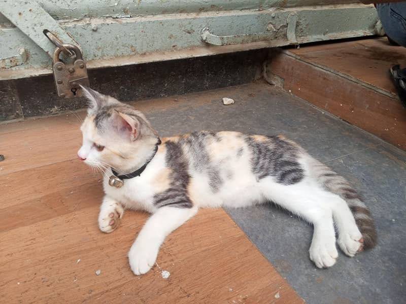 persion cat 3