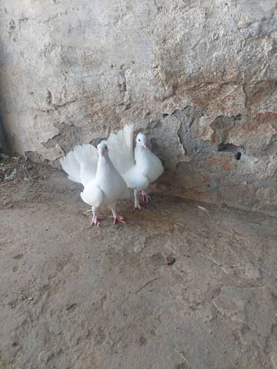 lakkay pair