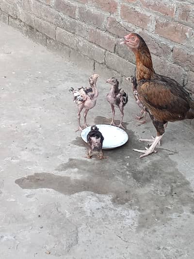 peeli Madi with 5 chicks