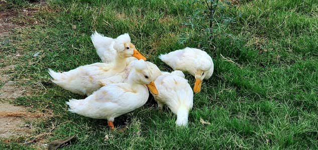 Crested duck chicks