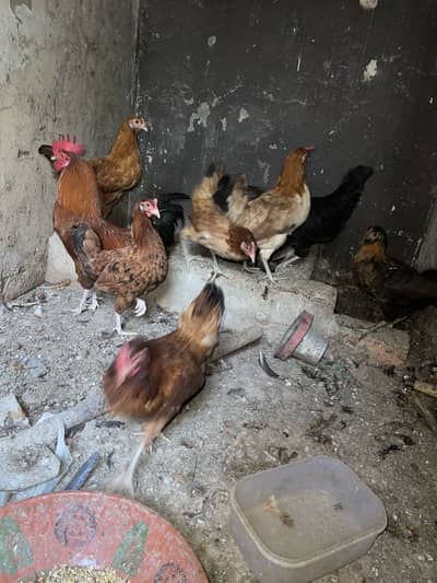 Golden misri murgiyan forsale