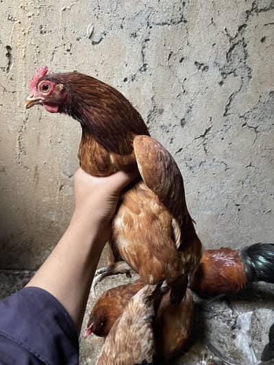 Golden misri murgiyan forsale