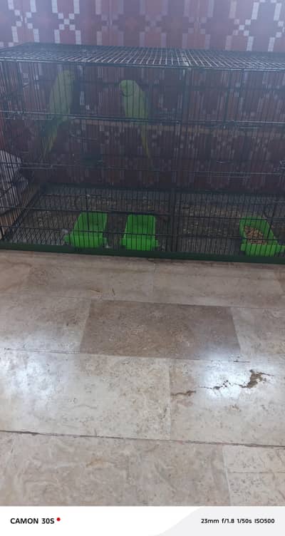 green ring neck parrot pair for sale