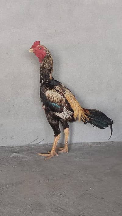 Pure Asheel Rooster(Aseel Murga)- for sale active& healthy