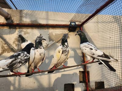 Pigeons for sale. 03266966686