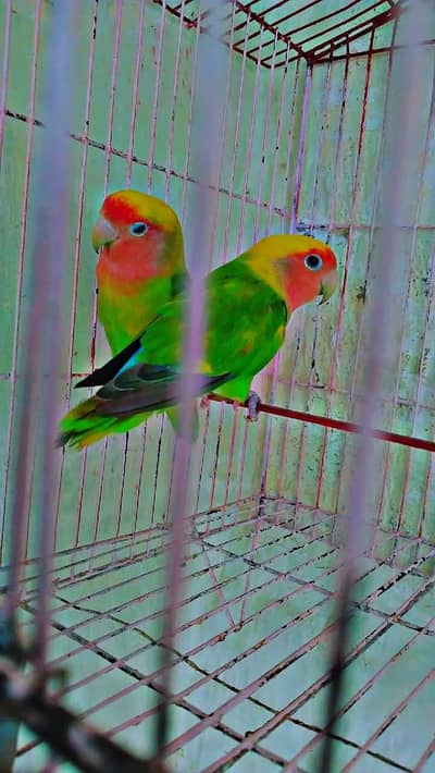 love bird pair for sale beautiful colours