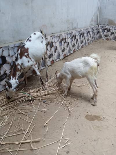 taddy bakri