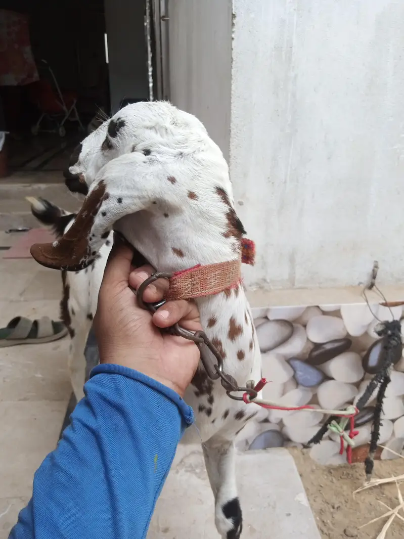 beetal pat — photo 2