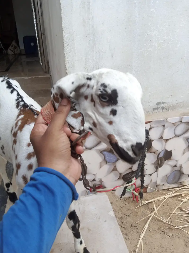 beetal pat — photo 3