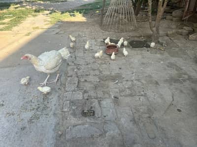 White aseel chicks for sale