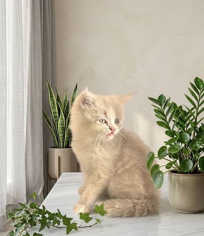 Doll face persians kittens male/female