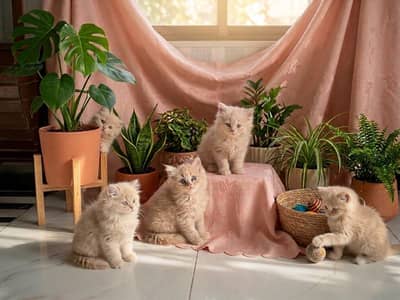 Doll face persians kittens male/female