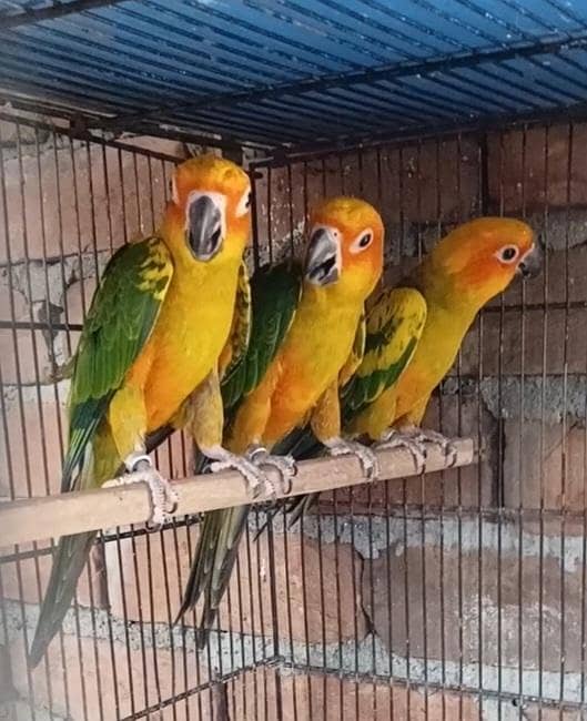Sunconure 0