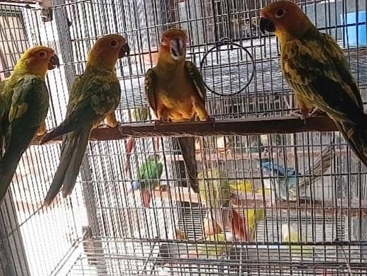 Sunconure 1