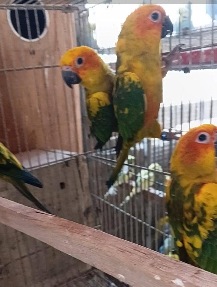 Sunconure 2