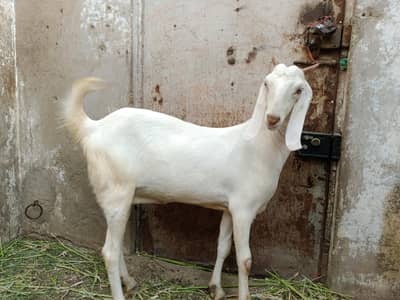 gulabi patt gabbhan